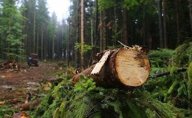 Как лысеет Украина