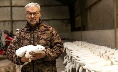Минздрав Дании считает, что обнаруженный у норок мутировавший вид коронавируса исчез
