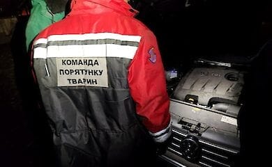 Столичные спасатели животных достали кота, который застрял в моторе автомобиля