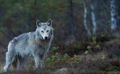 В Івано-Франківській області селище Ворохту атакують вовки