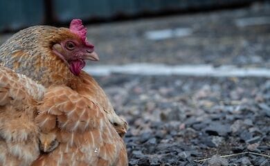 На Сумщине при пожаре из огня спасли 40 тысяч кур