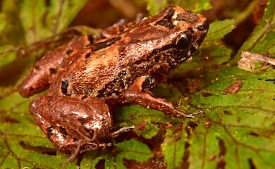 Ученые в Боливии обнаружили 20 новых видов фауны и флоры, некоторые &mdash; были заново открыты