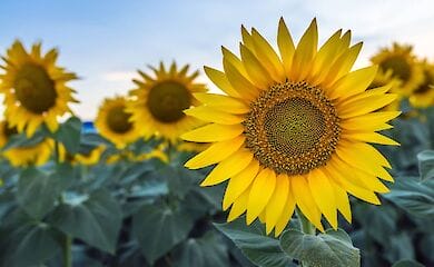 Семена подсолнуха оптом