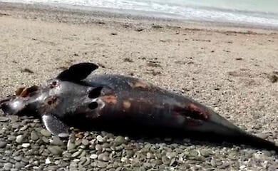В 2020 году в Крыму зафиксирована смерть рекордного числа дельфинов, — экологи