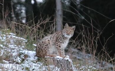 У Карпатах фотографу вдалося зняти рись занесену у Червону книгу