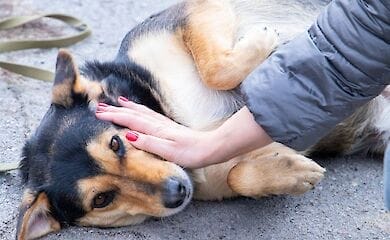 В Киеве посчитали бездомных животных, которых "усыновили"