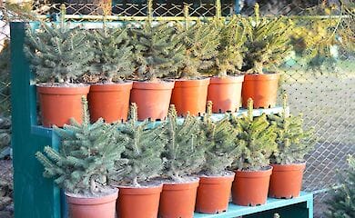 Щороку в Києві десятки тисяч непотрібних ялинок потрапляють на смітник