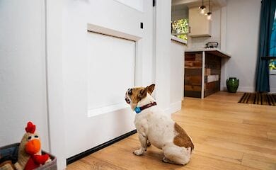 У США спроектували автоматичні двері для собак, які управляється зі смартфона