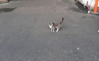 Кот три недели путешествовал в металлическом контейнере и выжил