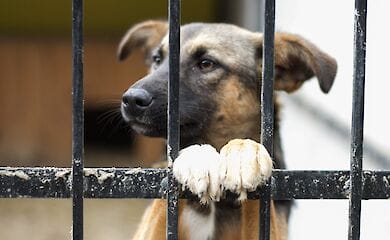 У Києві тварину з притулку новим господарям привезуть безкоштовно