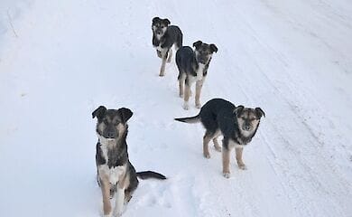 Міська лікарня ветмедицини спільно з благодійним фондом «Постраждалі діти війни» в морози годувати бездомних тварин на вулиці