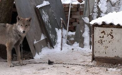 В Чернигове семья случайно приютила волка