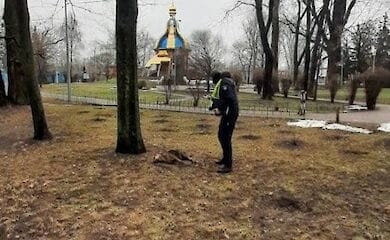 На Гідропарку потруїли собак