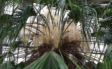 Пальма Ливингстона зацвела в ботаническом саду Киева