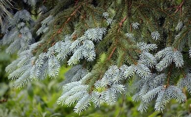 У КМДА розповіли, що роблять із зібраними новорічними ялинками