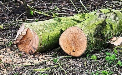 Спеціалісти підрахували збитки, завдані українській екології