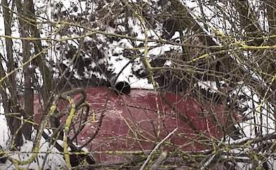 Річка на Прикарпатті забруднена відходами скотобійні