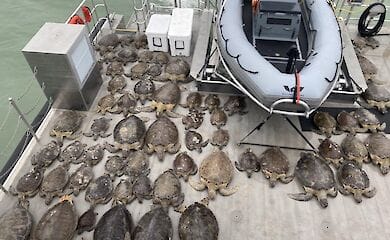 Морські черепахи в Штатах можуть загинути через холоди