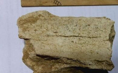 Під Одесою виявили кістки стародавньої тварини