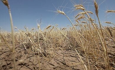 Засухи в Украине участятся на треть, а сезон градов сместится на весну и осень, прогнозируют метеорологи