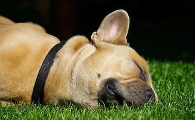 Чому не можна спати менше 8 годин на добу