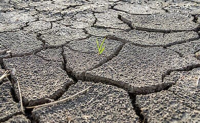 Ученые считают, что засуху можно победить звуковыми волнами