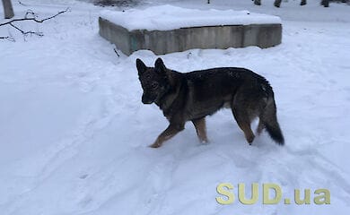 Господарка вирішила самостійно врятувати свого вихованця, але вийшовши на крихкий лід, теж провалилася