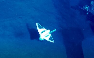 Китайские ученые создали мягкого робота для изучения морских глубин 