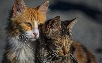 В киевских школах установят автоматы для помощи бездомным животным