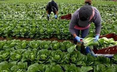 93% украинских заробитчан не планирует оставаться в Украине