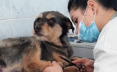Як із салону краси: мешканці столиці зможуть взяти з притулку оновлену тварину