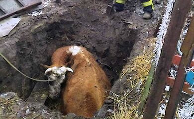На Чернігівщині корова застрягла в ямі