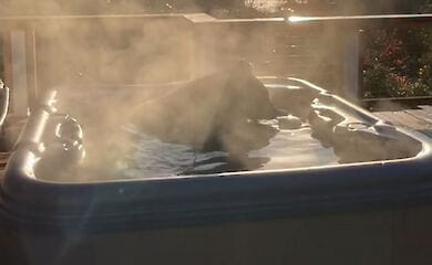Дикий ведмідь вирішив прийняти гарячу ванну