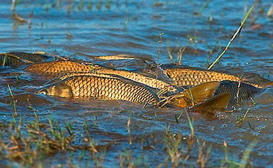 С первого апреля 2021 года начинается нерестовый запрет