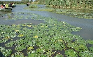 Водяной орех исключили из Красной книги Украины