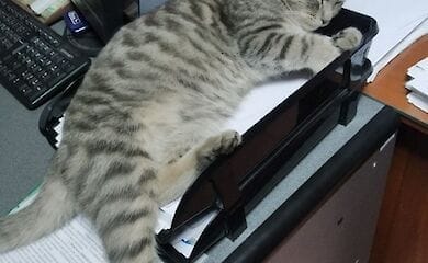 facebook.com/DSNSKyiv