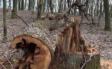 В Голосеевском парке срезали вековые дубы