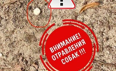 У центрі столиці зафіксовані випадки отруєння собак