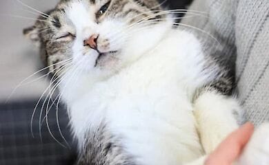 Баюн шукає сім'ю.