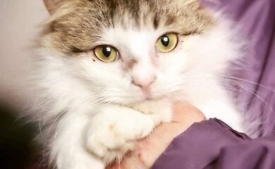 Кошечка Мия в поисках семьи