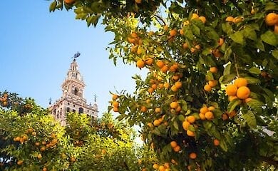 В Испании будут производить энергию из апельсинов