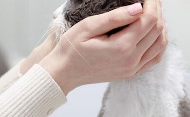 Котик ищет добрые руки
