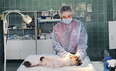 В Киеве животным, которых забирают из приюта, подарят новые зубы