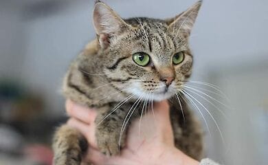 Подаруйте кішечці Варі щастя