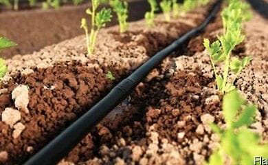 Выбрать в преддверии сезона капельный полив для растений
