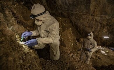 Генетики выделили ДНК вымершего медведя из слоев земли
