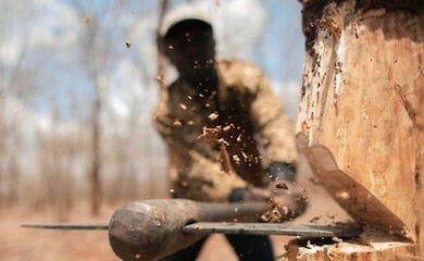 За допущение порубки леса более чем 7 млн ​​грн будут судить ексруководителя Шацкого национального природного парка