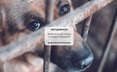 Що загрожує кривднику тварини в Україні