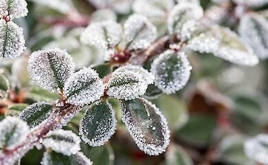 Захід і північ України очікують заморозки