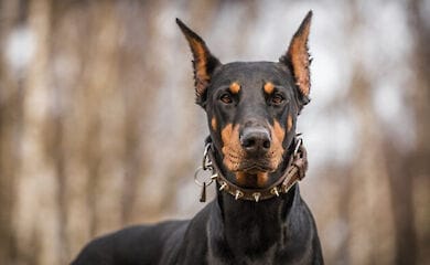 Ученые определили причины повышенной агрессивности некоторых собак